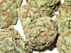 bud-marijuana-gallery-charas-bud-pic