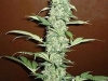 bud-marijuana-gallery-charas