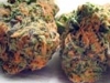 bud-marijuana-gallery-cheese-bud-pic