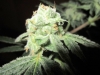 bud-marijuana-gallery-chernobyl_070912_original