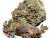 bud-marijuana-gallery-citral-bud-pic