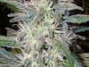 bud-marijuana-gallery-citral