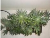 bud-marijuana-gallery-day60