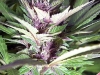 bud-marijuana-gallery-durban-poison-feminized