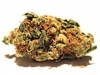 bud-marijuana-gallery-dutch-dope-bud-pic