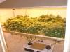 bud-marijuana-gallery-fastest-way-to-grow-marijuana