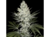 bud-marijuana-gallery-female-marijuana-flower