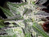 bud-marijuana-gallery-ganeshas-dream