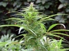 bud-marijuana-gallery-ganja-dwarf-lowrider-lowryder