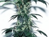 bud-marijuana-gallery-green-midget-feminized-autoflowering