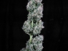 bud-marijuana-gallery-greenthumbseeds_747