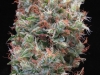 bud-marijuana-gallery-greenthumbseeds_freedom35