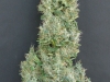 bud-marijuana-gallery-greenthumbseeds_gooddog-001