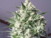 bud-marijuana-gallery-greenthumbseeds_millennium