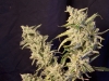 bud-marijuana-gallery-greenthumbseeds_mtf