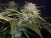 bud-marijuana-gallery-greenthumbseeds_ogkush