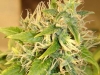 bud-marijuana-gallery-greenthumbseedspg_acapulcogold-001