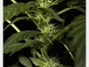 bud-marijuana-gallery-greenthumbseedspg_biglaughing-001