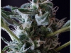 bud-marijuana-gallery-greenthumbseedspg_biglaughing-002