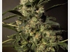 bud-marijuana-gallery-greenthumbseedspg_biglaughing-003