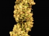 bud-marijuana-gallery-greenthumbseedspg_chemdawg