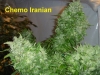 bud-marijuana-gallery-greenthumbseedspg_chemoiraniancola