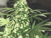 bud-marijuana-gallery-greenthumbseedspg_chumaluma-001