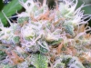 bud-marijuana-gallery-greenthumbseedspg_chumaluma-002