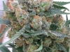 bud-marijuana-gallery-greenthumbseedspg_chumaluma-003
