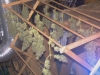 bud-marijuana-gallery-greenthumbseedspg_driedniagarabuds-001