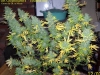 bud-marijuana-gallery-greenthumbseedspg_endlesssky04