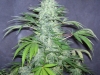bud-marijuana-gallery-greenthumbseedspg_endlesssky05