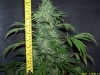 bud-marijuana-gallery-greenthumbseedspg_endlesssky06