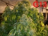 bud-marijuana-gallery-greenthumbseedspg_g13-001