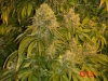 bud-marijuana-gallery-greenthumbseedspg_g13-002