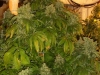 bud-marijuana-gallery-greenthumbseedspg_g13-003