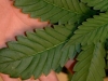 bud-marijuana-gallery-greenthumbseedspg_g13-004