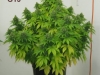 bud-marijuana-gallery-greenthumbseedspg_g13-005