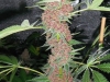 bud-marijuana-gallery-greenthumbseedspg_gooddog-001