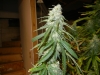 bud-marijuana-gallery-medical_marijuana_003sbr_original