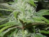 bud-marijuana-gallery-medical_marijuana_003tw2_original