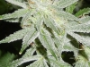 bud-marijuana-gallery-medical_marijuana_012a_original