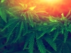 marijuana  background at sunset. bush cannabis.
