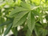 USA-MARIJUANA/COLORADO