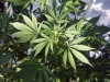 A marijuana plant grows inside a sunny greenhouse in Delta, Canada, at Canadian marijuana producer Pure Sunfarms.


Oct. 15, 2018; Delta, British Columbia, Canada; xxx Mandatory credit: Trevor Hughes-USA TODAY NETWORK (Via OlyDrop)